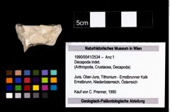 Foto (Objekt + Etikett) von Decapoda indet.  (NHMW-GEO-1990-0041-2534)